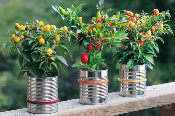 Recycler les boîtes de conserves en pot de fleurs et pot pour les plantes